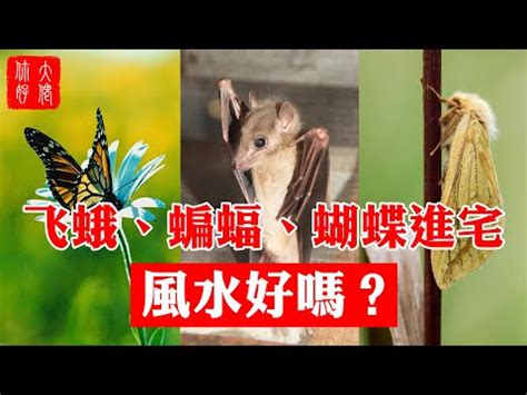 陽台有蟬|【蟬飛到陽台】蟬聲報喜？蟬飛到陽台竟藏玄機，影響。